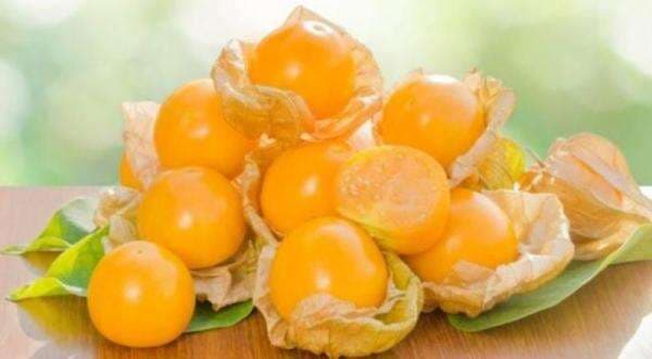 Ciplukan, Dulu Diremehkan Sekarang Harganya Selangit