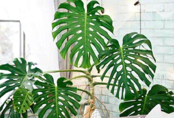 11 Jenis Bunga Monstera, Cara Merawat dan Harganya Lengkap