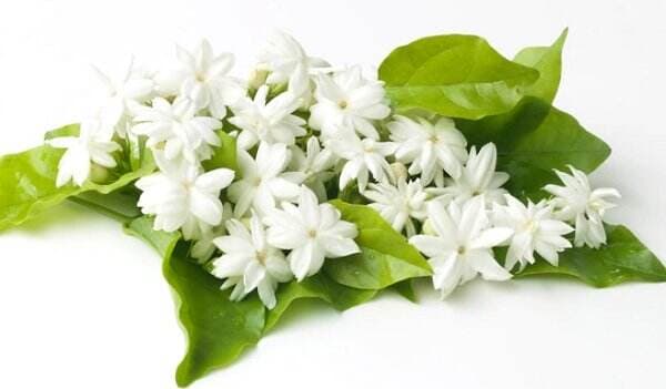 3 Bunga Nasional Indonesia Serta Maknanya Lengkap, Apa Saja?