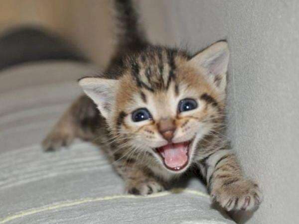 Sering Menggigit dan Mencakar, Anak Kucing Punya Kode Khusus untuk Kamu! Sering Menggigit dan Mencakar, Anak Kucing Punya Kode Khusus untuk Kamu!