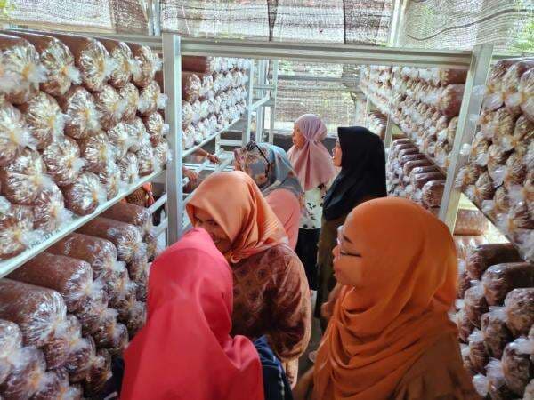 Buka Peluang Usaha, Belasan IRT di Lahat Tekuni Budidaya Jamur Tiram
