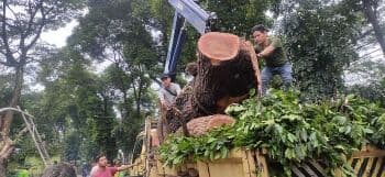 Petugas Sempat Kesulitan Mengevakuasi Pohon Tumbang di Jalan Latuharhari