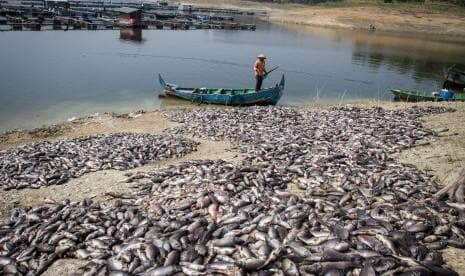 Fenomena Upwelling, Puluhan Ton Ikan di Waduk Darma Mati