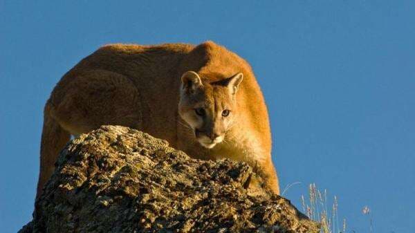 Duuh, Singa Nyelonong Masuk Sekolah, Sembunyi di Kolong Meja, KBM Diliburkan
