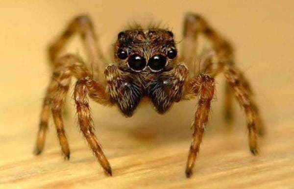 3 Hewan Ini Tidak Memiliki Penis, Laba-laba Mentransfer Sperma lewat Jaring