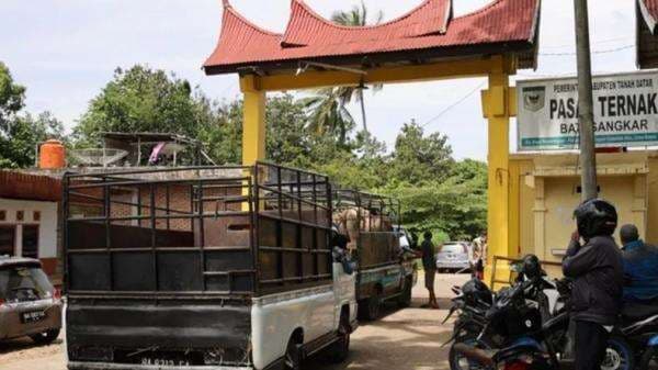 Jelang Idul Adha, Pasar Ternak Batusangkar kembali Dibuka Meski Ada PMK