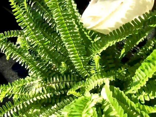 7 Bahan Dapur Ini Bisa Suburkan Tanaman, Nomor 4 Mengandung Protein dan Gula!