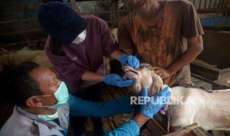 Stok Hewan Ternak di Bantul Turun 30 Persen