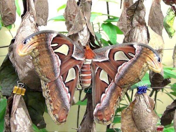 Entah Bagaimana Asalnya, Rumah Ini Bisa Dihuni Ratusan Kupu-Kupu Langka! Kok Bisa?