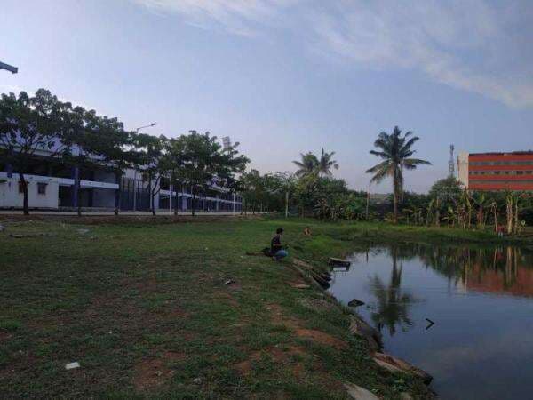 4 Cara Budidaya Ikan Gurame Mudah untuk Pemula Hingga Panen