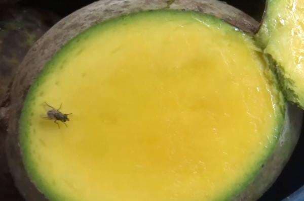 3 Manfaat Bacang, Buah yang Kerap Dianggap Kweni