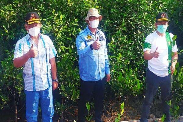 Pemkab Kembali Tanam Mangrove di Ketapang Urban Aquaculture
