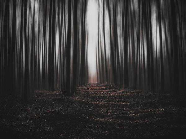 Cerita Horor Pohon Angker, Tak Bisa Ditebang Sampai Gergaji Patah