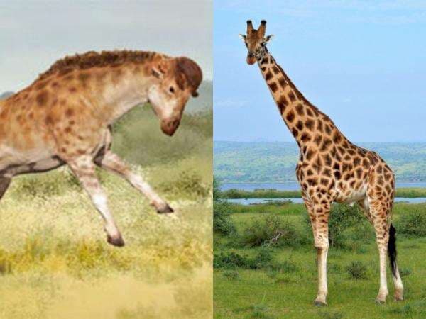 Sebelum Lehernya Panjang, Jerapah Rupanya Punya 'Helm' yang Dipakai untuk Bertarung