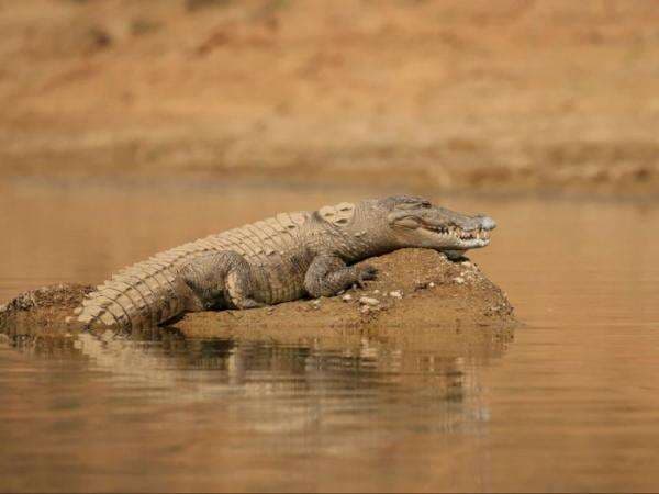 Mitos atau Fakta Buaya Bisa Meneteskan Air Mata?