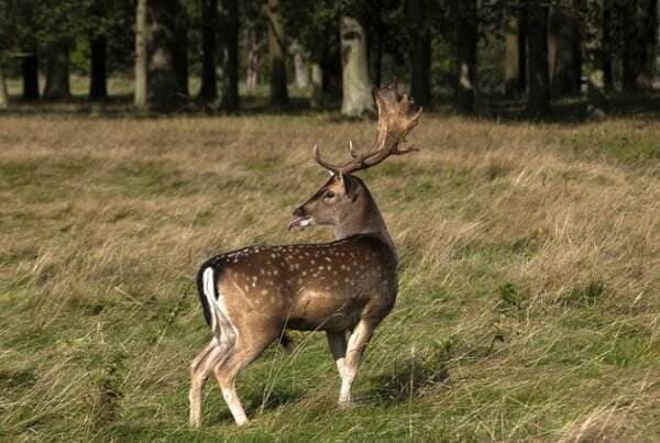 Cara Unik Berburu ala Suku Pedalaman di Indonesia, Ada yang Pakai Pisau Belati hingga Panah
