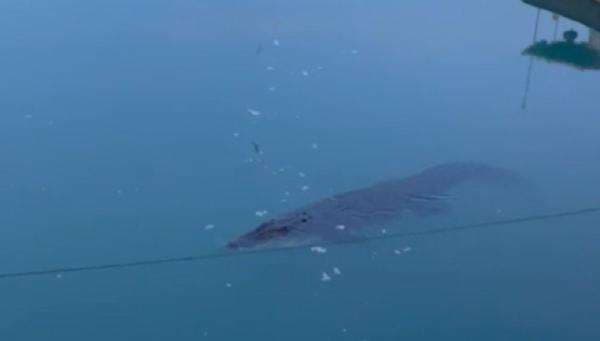 Heboh Buaya Berenang Santai di Sungai Lenggang, Warga Ramai Memvideokan