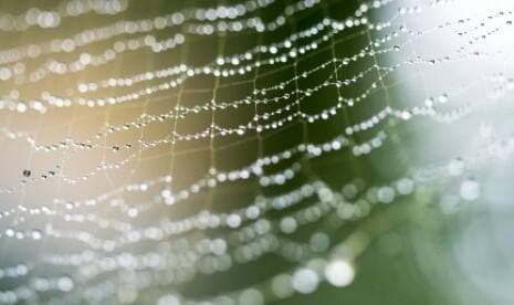 Peneliti Ungkap Mikroplastik Telah Menempel pada Jaring Laba-Laba Peneliti Ungkap Mikroplastik Telah Menempel pada Jaring Laba-Laba
