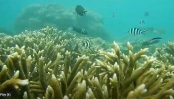 Pesona Gonda Mangrove Park, Surga Wisata Bawah Laut di Polewali Mandar