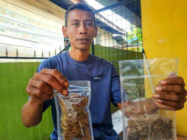 Dianggap Aneh Berhenti Berlayar demi Budi Daya Maggot, Berapa Sih Cuannya? Dianggap Aneh Berhenti Berlayar demi Budi Daya Maggot, Berapa Sih Cuannya?