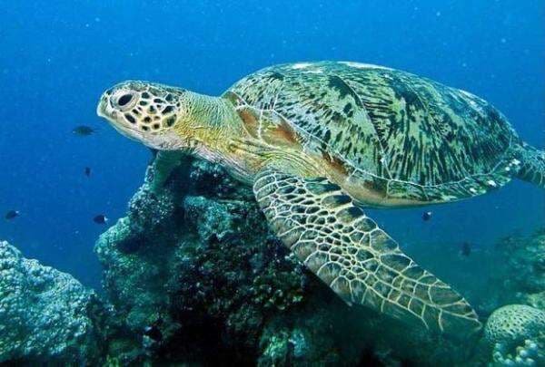 4 Hewan yang Hidup di Segitiga Bermuda, Nomor 2 Burung Langka Simbol Nasional