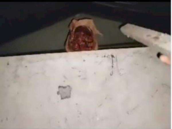 Bukannya Takut, Pria ini Malah Pukul Kepala Pocong dengan Balok, Jatuhnya Bikin Ngakak!