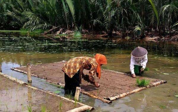 Inovasi Padi Apung di Rawa Lebak Nagara Perlu Dipikirkan Lagi