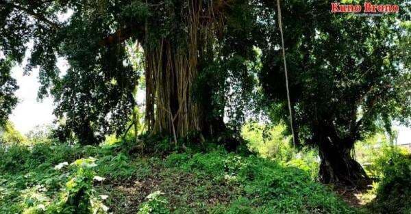 Misteri Candi Tertimbun Akar Pohon Beringin Besar di Mojokerto Misteri Candi Tertimbun Akar Pohon Beringin Besar di Mojokerto