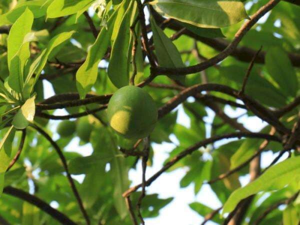 Belum Banyak yang Tahu, Ternyata Bintaro Diambil dari Nama Pohon Beracun