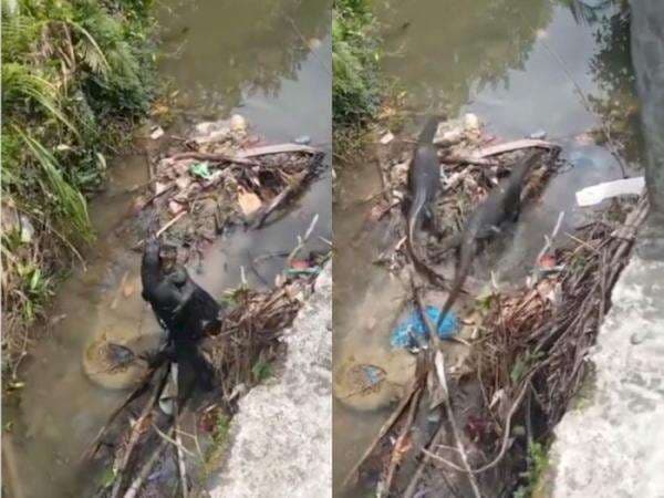 Viral Dua Biawak ini Berpelukan Mesra di Kolong Jembatan, Ending-nya Bikin Ngakak