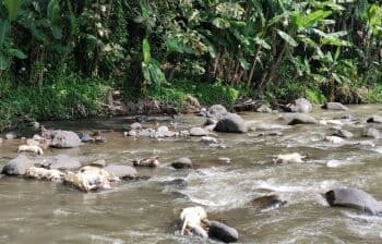 Warga Semarang Digegerkan Puluhan Ekor Kambing Mati di Sungai Serang