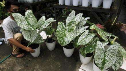 15 Tanaman Hias Pembawa Keberuntungan Menurut Feng Shui, Tertarik untuk Memilikinya?