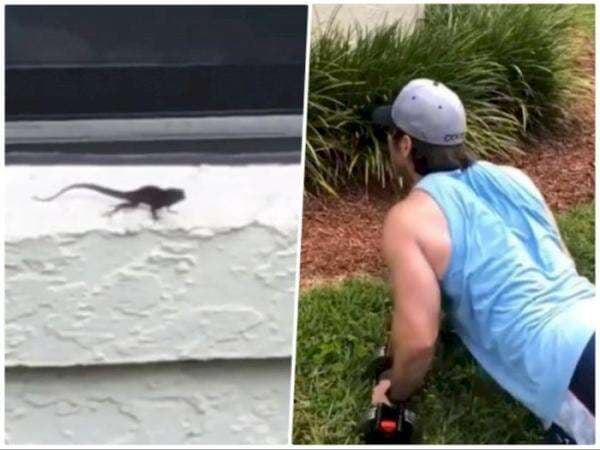 Pria Ini Tantangin Kadal Adu Push Up, Siapa Pemenangnya?