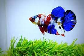 Intip Jenis Ikan Cupang Termahal di Indonesia, Ada yang Tembus Hingga Puluhan Juta