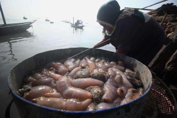 3 Manfaat Teripang untuk Tubuh, Si Kenyal Bikin Sehat!