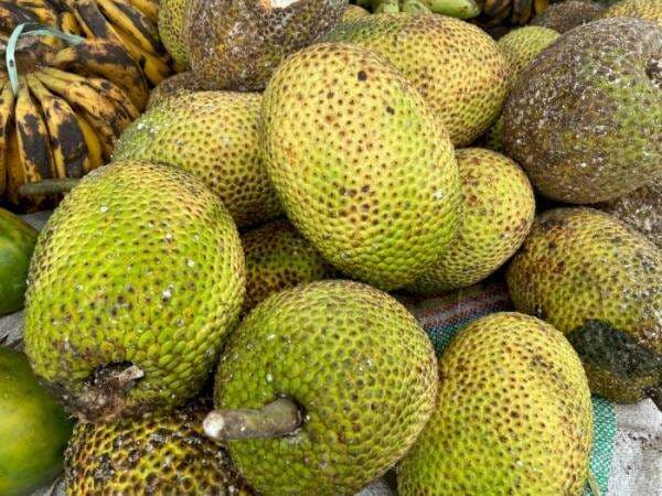 Berbuah Setahun Sekali, Sukun Digadang-gadang Jadi Makanan Masa depan! Apa Alasannya?