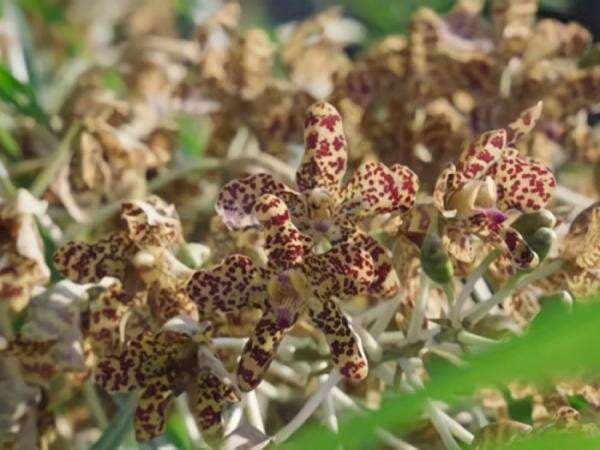 Sentra Tanaman Hias Tertua di Jakarta Punya Koleksi Anggrek Terbesar di Dunia!