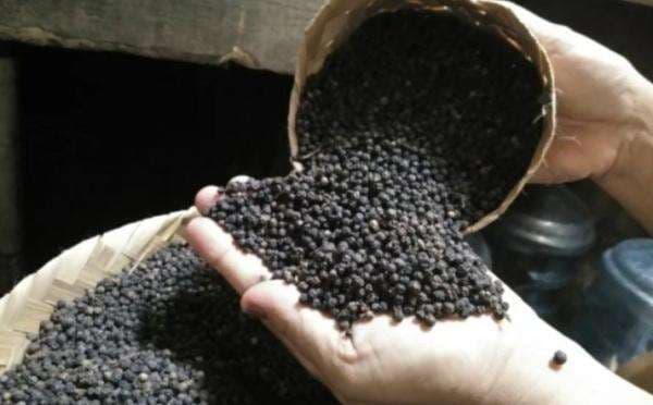 Lada Hitam Asal Lampung Timur Komoditas Potensial Ekspor, Siap Dongkrak Devisa Negara