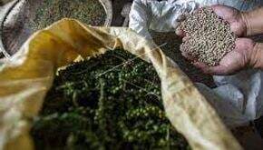 Punya Rasa dan Aroma Lebih Pedas, Lada Hitam Lampung Diincar India hingga Jerman