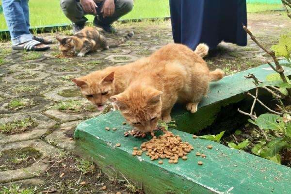 Muncul Petisi Penolakan Jual Beli Kucing di Malang