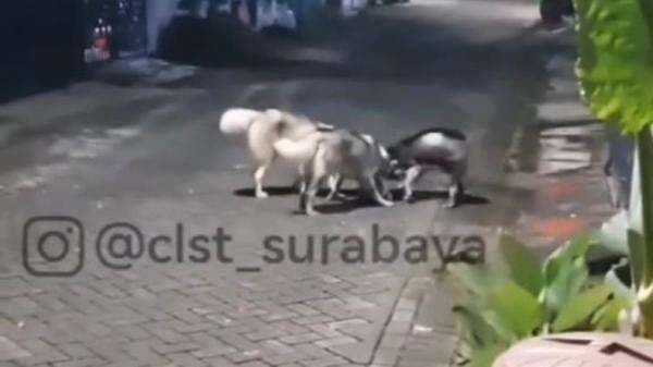 Viral! Anjing Siberian Husky di Surabaya Serang dan Makan Kucing Liar