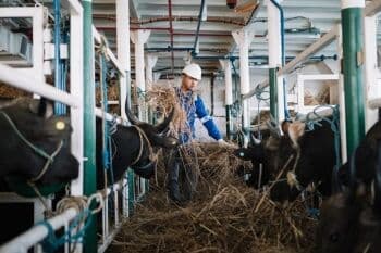 Info Terbaru Harga Anak Sapi (Pedet) Semua Jenis di Pasaran