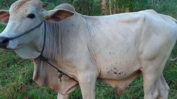 Tragis! Warga Gunungkidul Tewas Diseruduk Sapi Miliknya Seharga Rp43 Juta