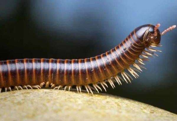 5 Hewan dengan Kaki Terbanyak, Nomor 4 Dikenal Beracun