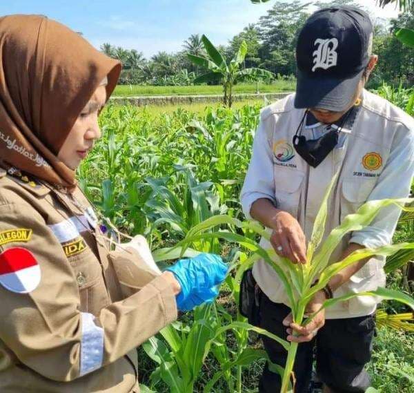 Karantina Pertanian Pantau Sebaran OPT/OPTK di Pandeglang