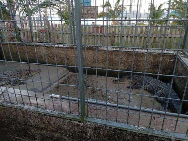 Penangkaran Buaya di Padang Melang Butuh Perhatian Pemkab Anambas