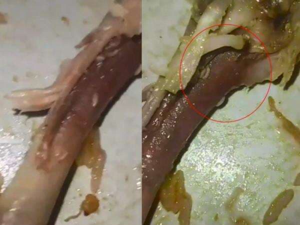 Wadaw! Pria Ini Ngaku Kapok Makan Nasi Berkat, Ternyata Terima Lauk Ayam Penuh Belatung