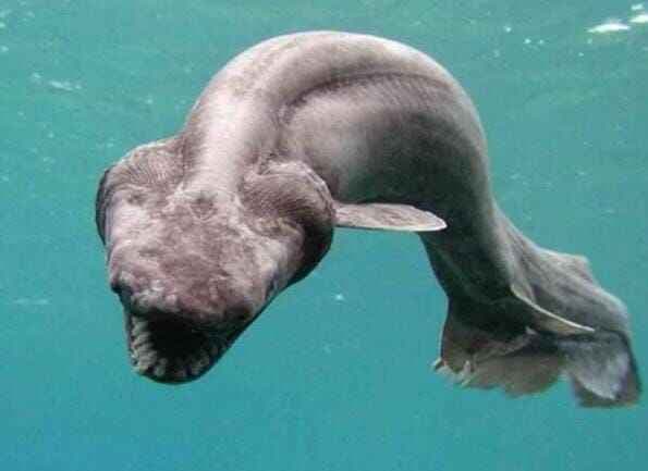 Mengenal Frilled Shark, Hiu dengan Bentuk Unik