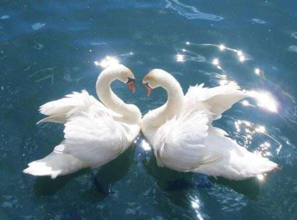 Anti Selingkuh, Ini Hewan Paling Setia di Dunia