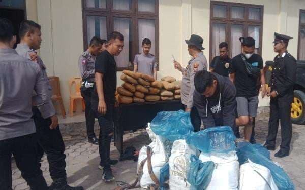 Polres Padang Lawas Temukan Ganja 100 Kg Tak Bertuan di Kebun Warga, Kondisi Terbungkus Rapi